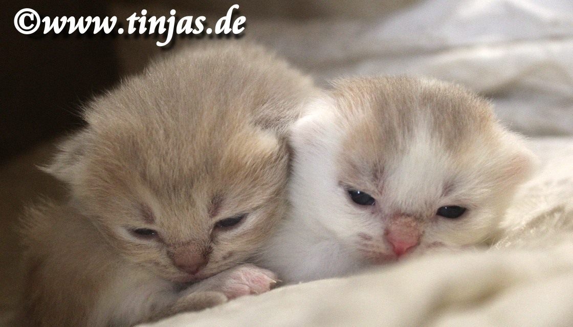 Britisch Kurzhaar Katzenbabys</A>